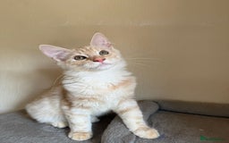 Maine Coon cats for sale: Stunning Maine coon kittens - Image 16