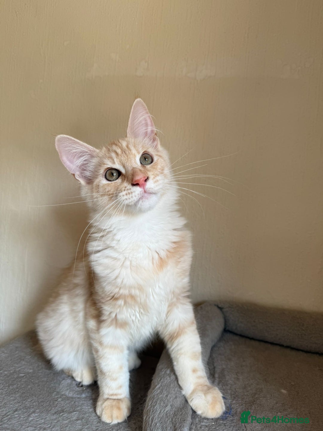 Maine Coon cats for sale: Stunning Maine coon kittens - Image 16