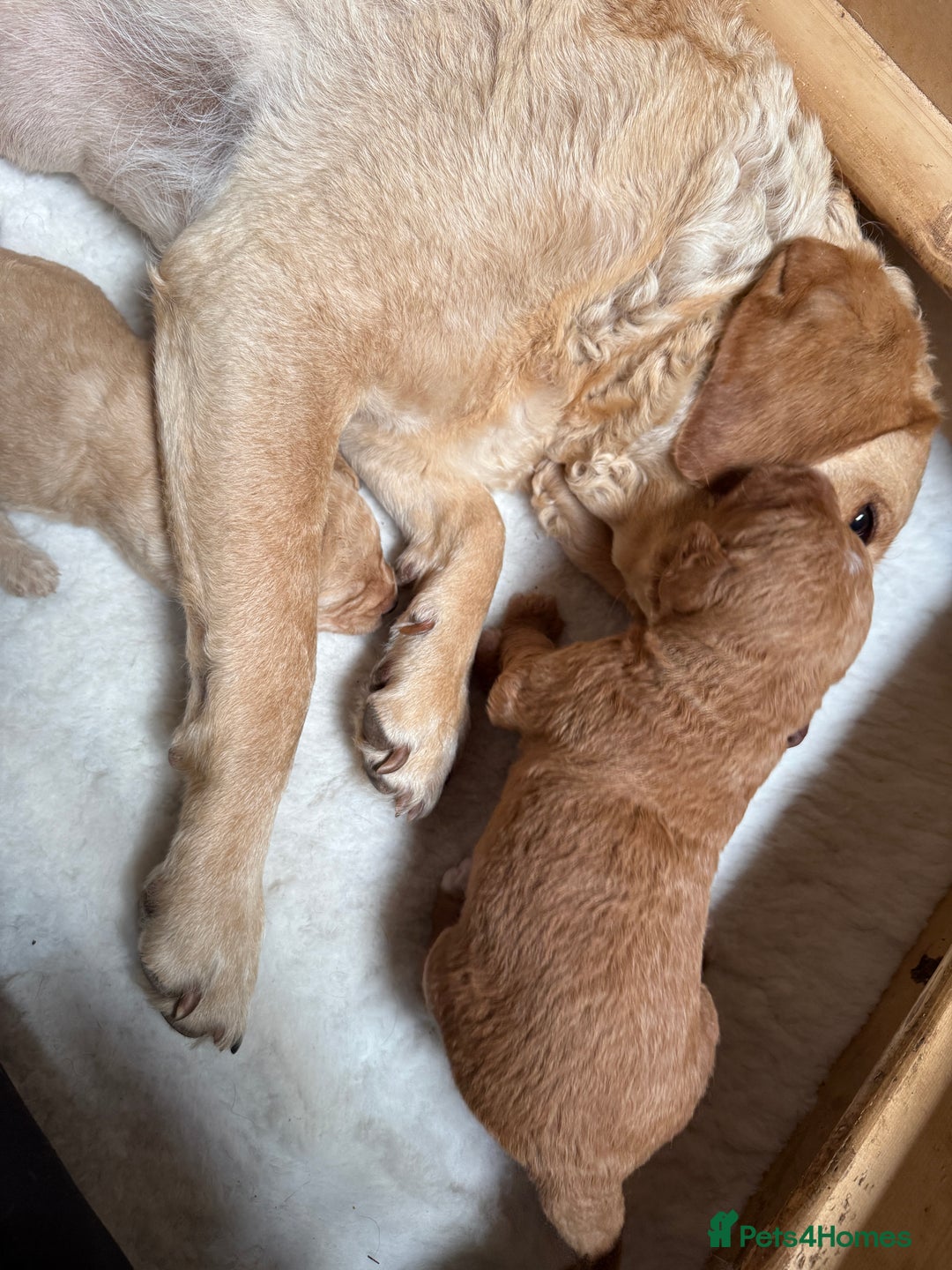 Labradoodle dogs for sale: Health tested chunky and fluffy labradoodles  - Image 32