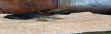 Border Terrier 4