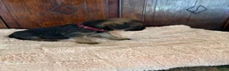 Border Terrier dogs for sale: KC Reg Border Terrier Puppies . - Advert 14