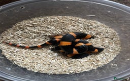 Corn Snake reptiles for sale: a few different snakes - Image 1