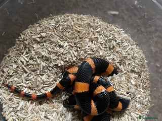 Corn Snake reptiles - Advert 1