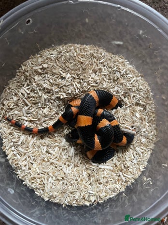 Corn Snake reptiles - Advert 1