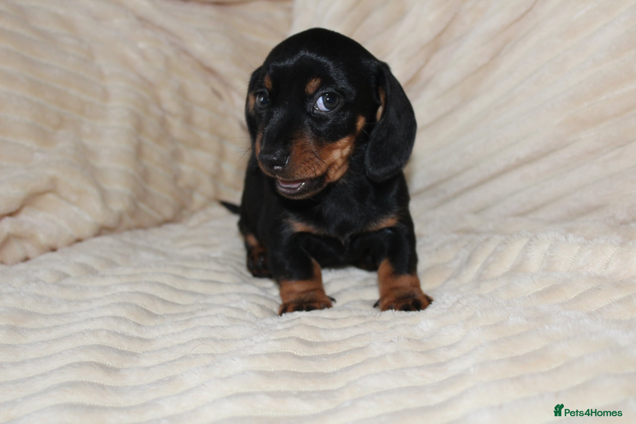 Dachshund dogs DACHSHUNDS PUPPIES LOOKING FOR THEIR FOREVER HOMES - Advert 1