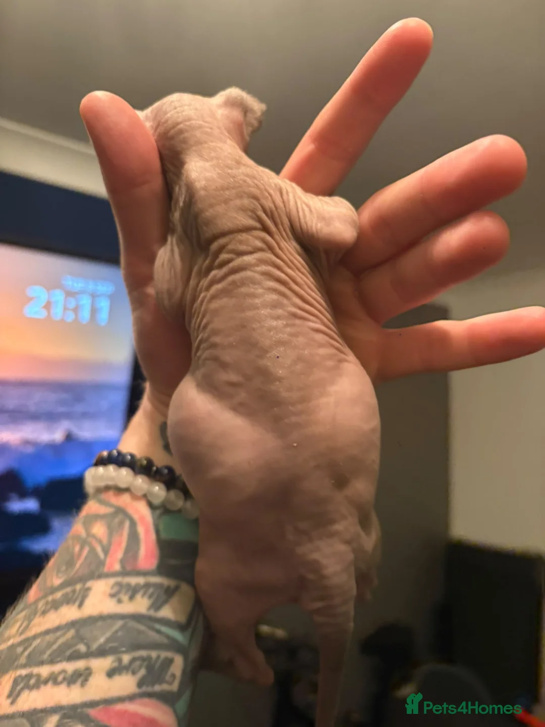 Sphynx cats for sale: Female Sphynx kittens ready to leave  - Advert 9