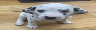 Dalmatian Puppy 7
