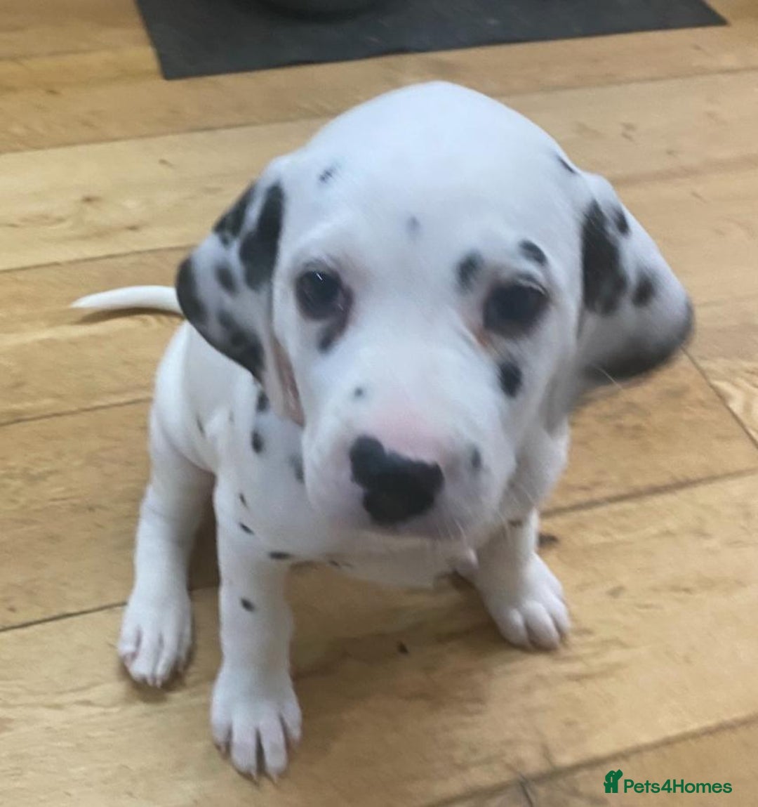 Dalmatian dogs for sale: Dalmațian puppies dogs for sale  - Advert 8