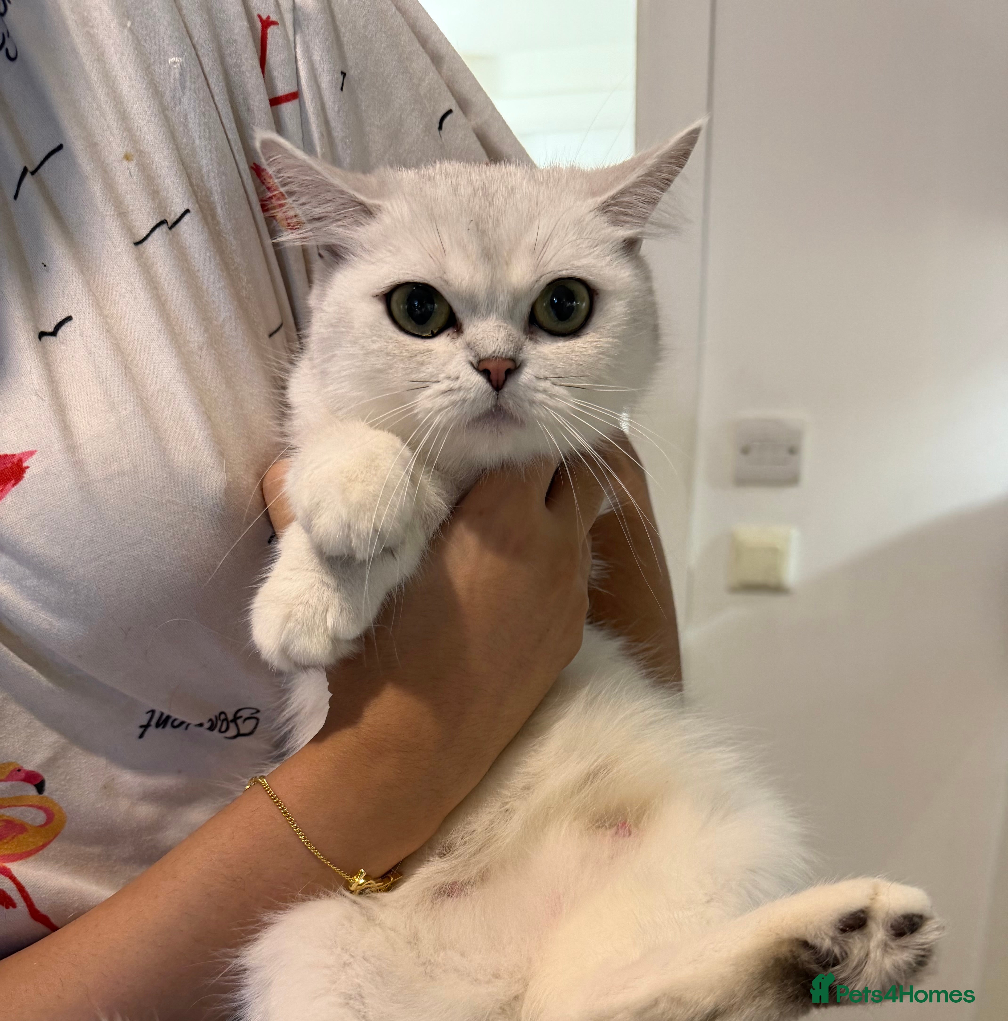 Scottish Fold cats Adorable Scottish Fold/straight Kittens for Sale - Advert 1