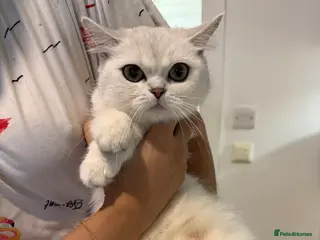 Scottish Fold cats Adorable Scottish Fold/straight Kittens for Sale - Advert 1