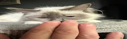 Ragdoll cats for sale: GRCH SIRED GCCF REGISTERED KITTENS.  - Advert 12
