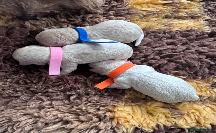 Maltipoo dogs - Advert 12