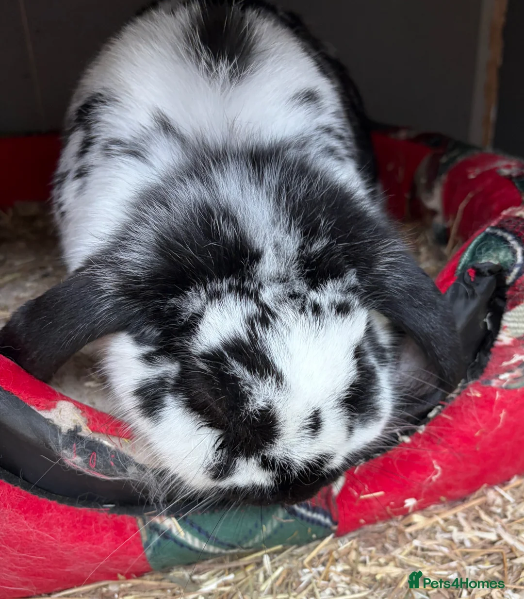 Rex rabbits for sale: 2 Year Old Rabbit for Sale - Advert 2