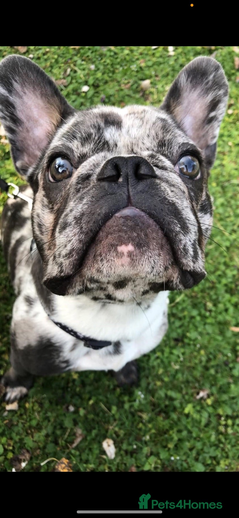 French Bulldog dogs French bulldog for sale - Advert 1