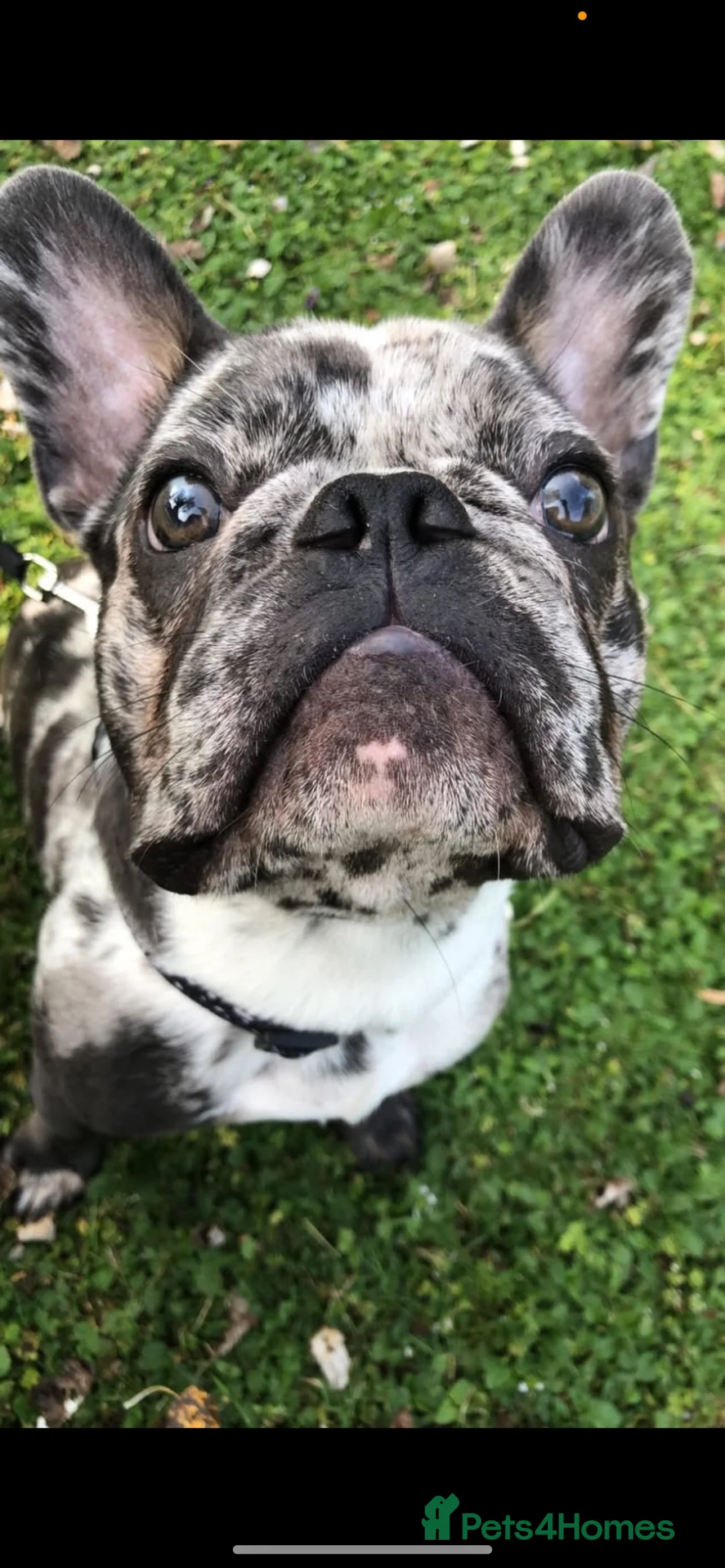 French Bulldog dogs for sale: French bulldog for sale - Advert 1