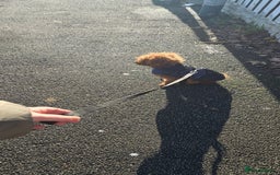 Labradoodle dogs for sale: Stunning little girl available  - Advert 5