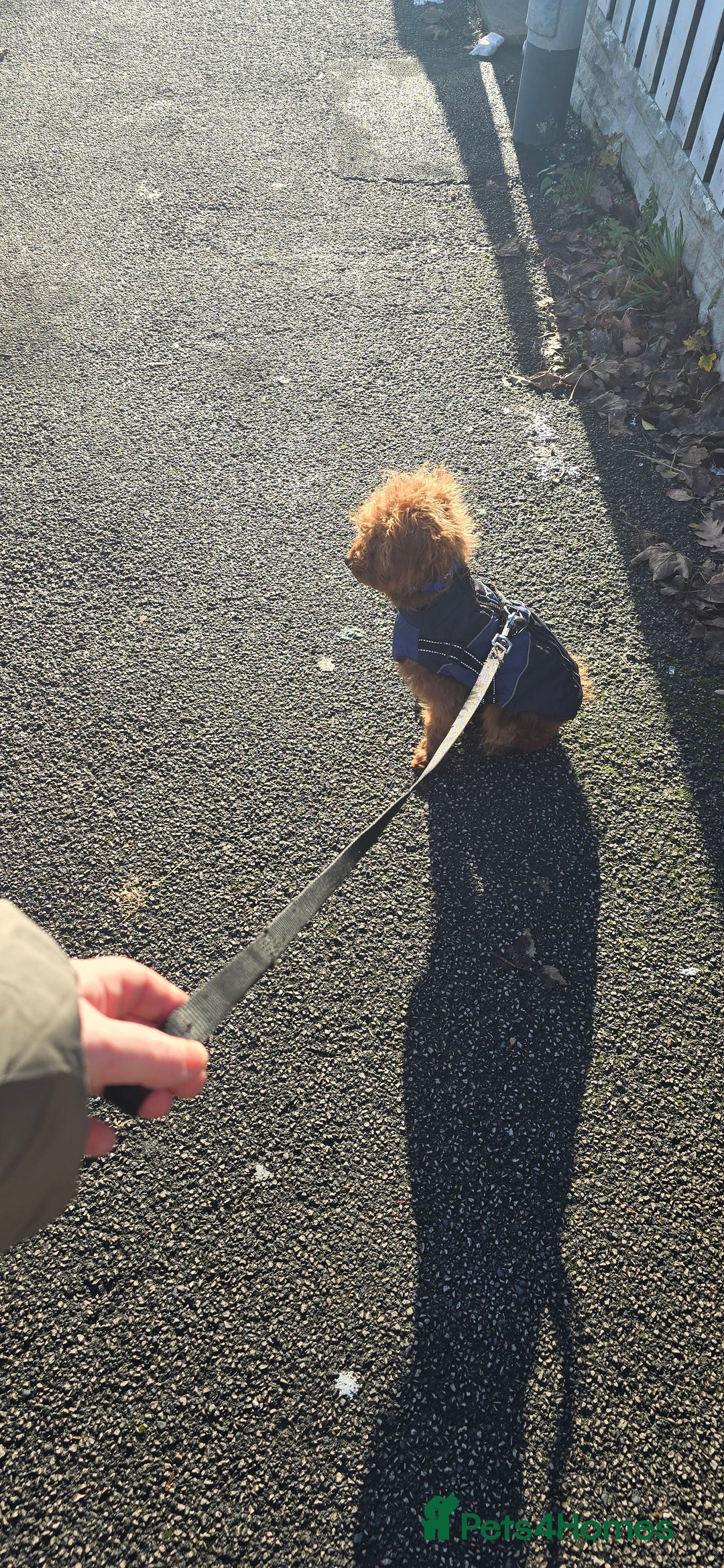 Labradoodle dogs for sale: Stunning little girl available  - Advert 5