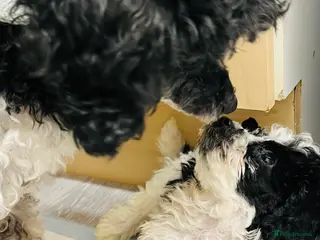 Toy Poodle dogs Exceptional Miniature Poodle Puppies - Advert 13