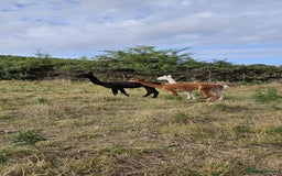 Alpaca livestock for sale: Alpacas 1 Male and 2 Female - Image 3