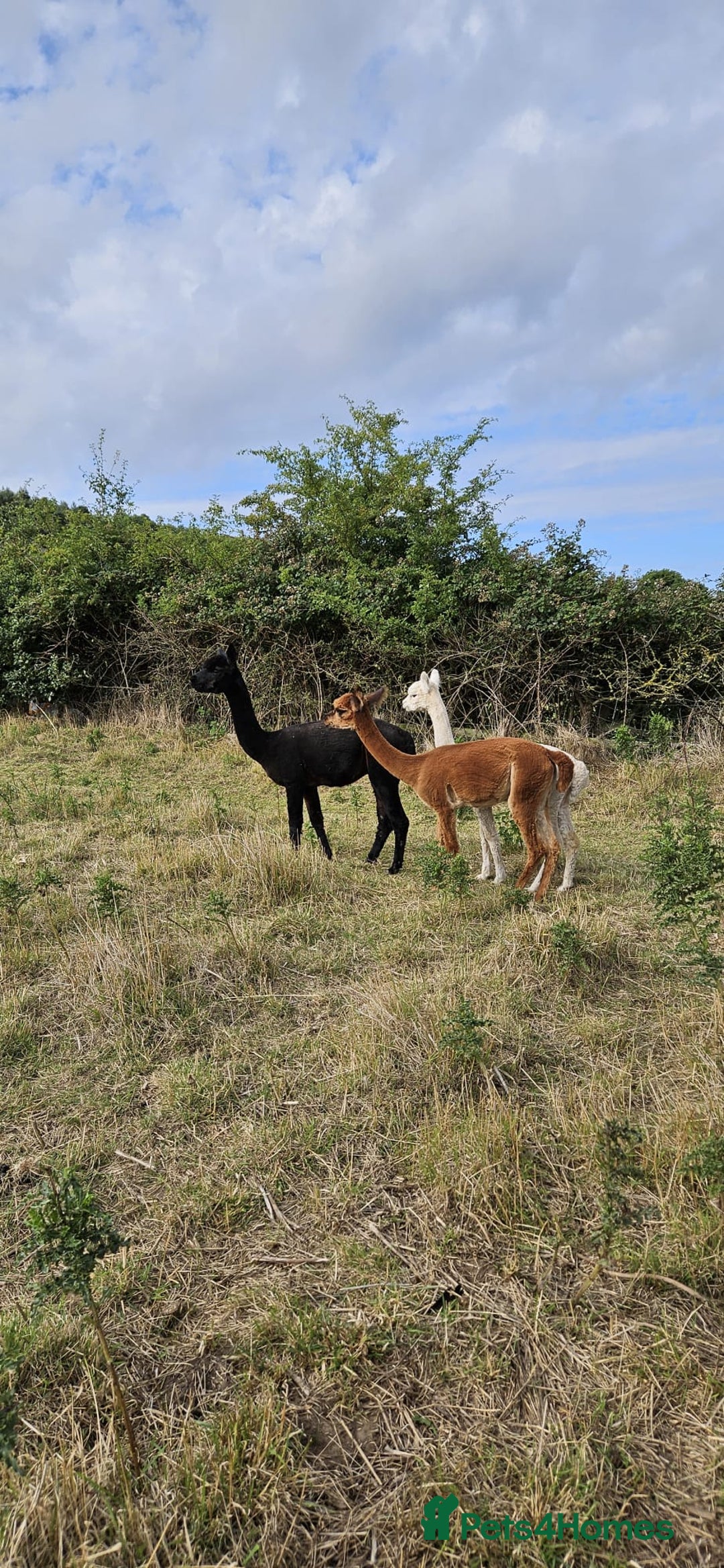 Alpaca livestock for sale: Alpacas 1 Male and 2 Female - Image 3