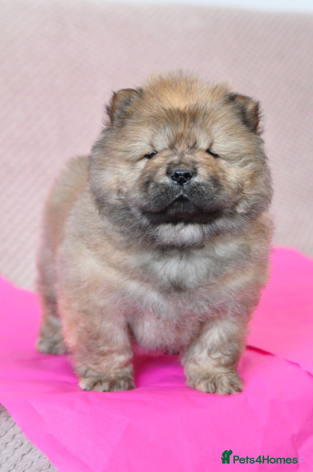 Chow Chow dogs for sale: Pedigree Chow Chow puppies available 🐶 - Advert 18