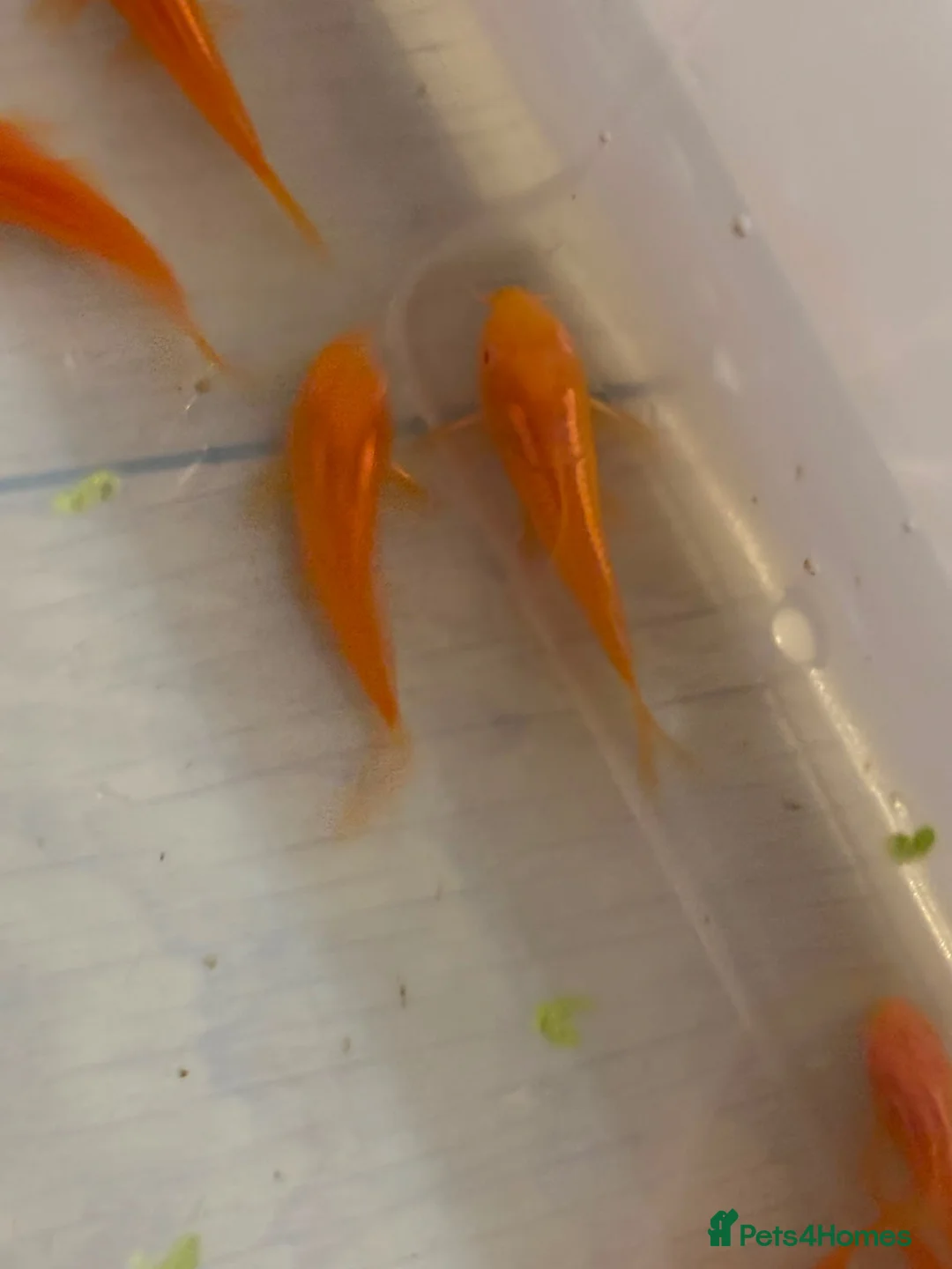 Corys fish for sale: Albino red lazer corys.  - Advert 3