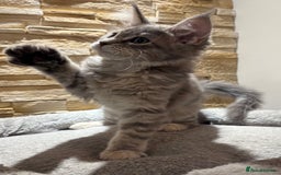 Maine Coon cats for sale: Pure blood Maine coon kittens  - Image 20