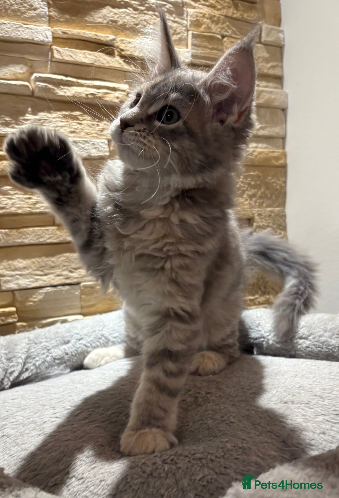 Maine Coon cats for sale: Pure blood Maine coon kittens  - Image 20