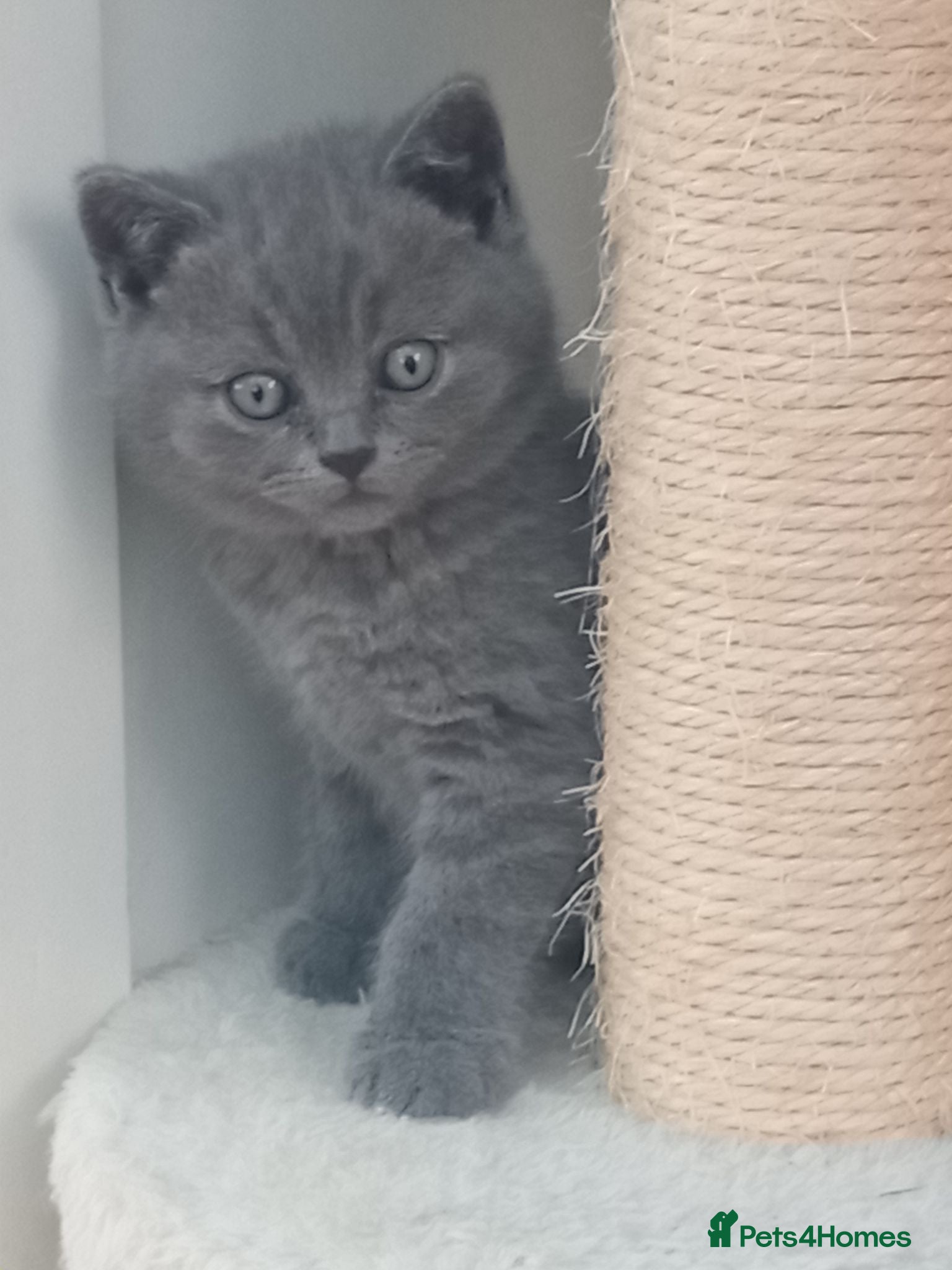 British Shorthair cats Gorgeous British short-hair kittens  - Advert 4