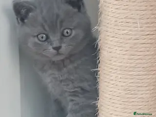 British Shorthair cats Gorgeous British short-hair kittens - Advert 4