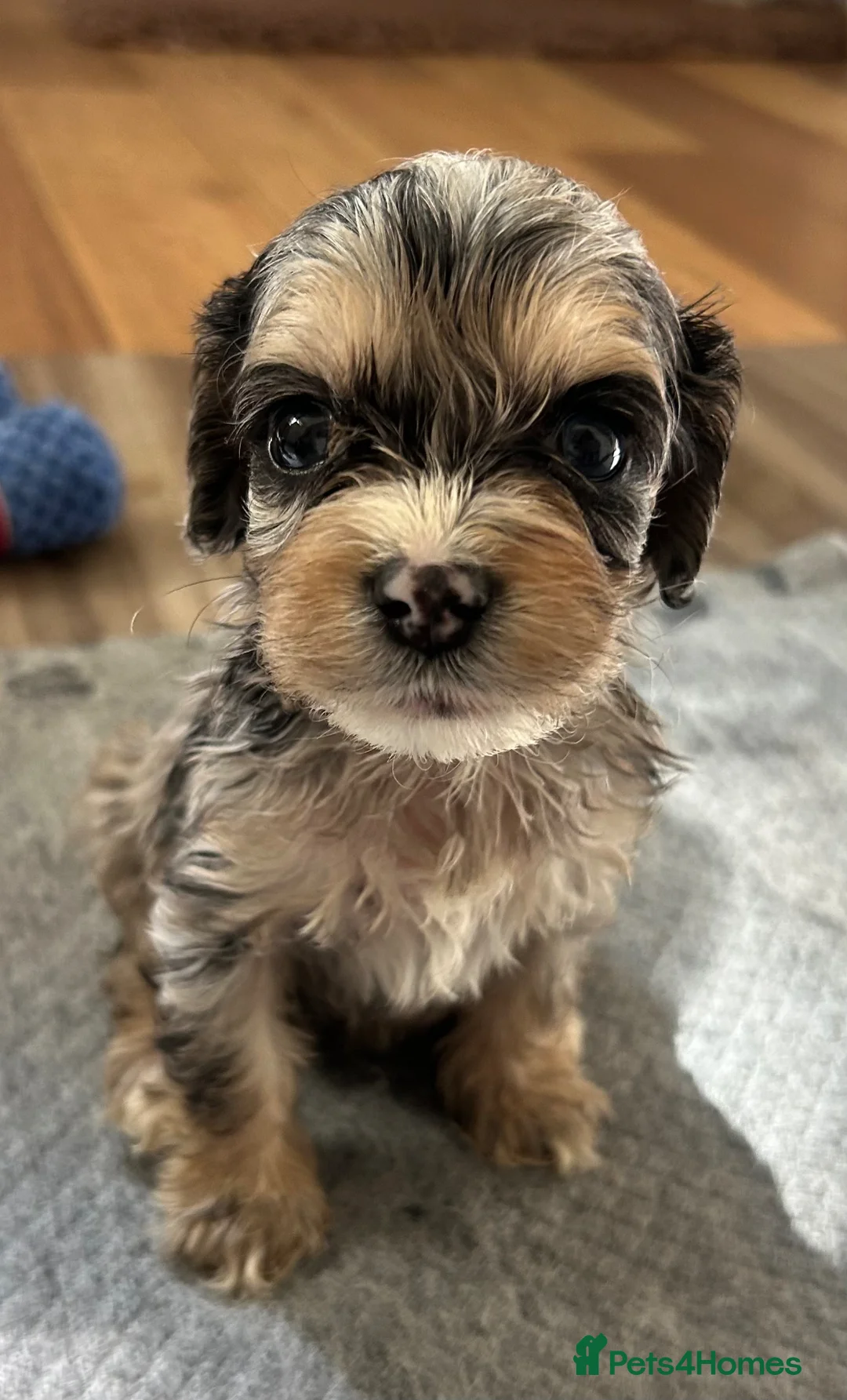 Cockapoo dogs for sale: Wow factor cockapoos - Advert 2