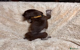 German Shorthaired Pointer dogs for sale: German Shorthaired Pointer Puppies - Leeds - Advert 22