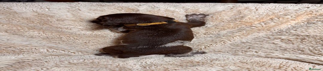 German Shorthaired Pointer Puppy 7