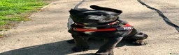 Mixed Breed dogs for sale: Pepsi - German Shepard x staffy 7 months in Leyland - Advert 4