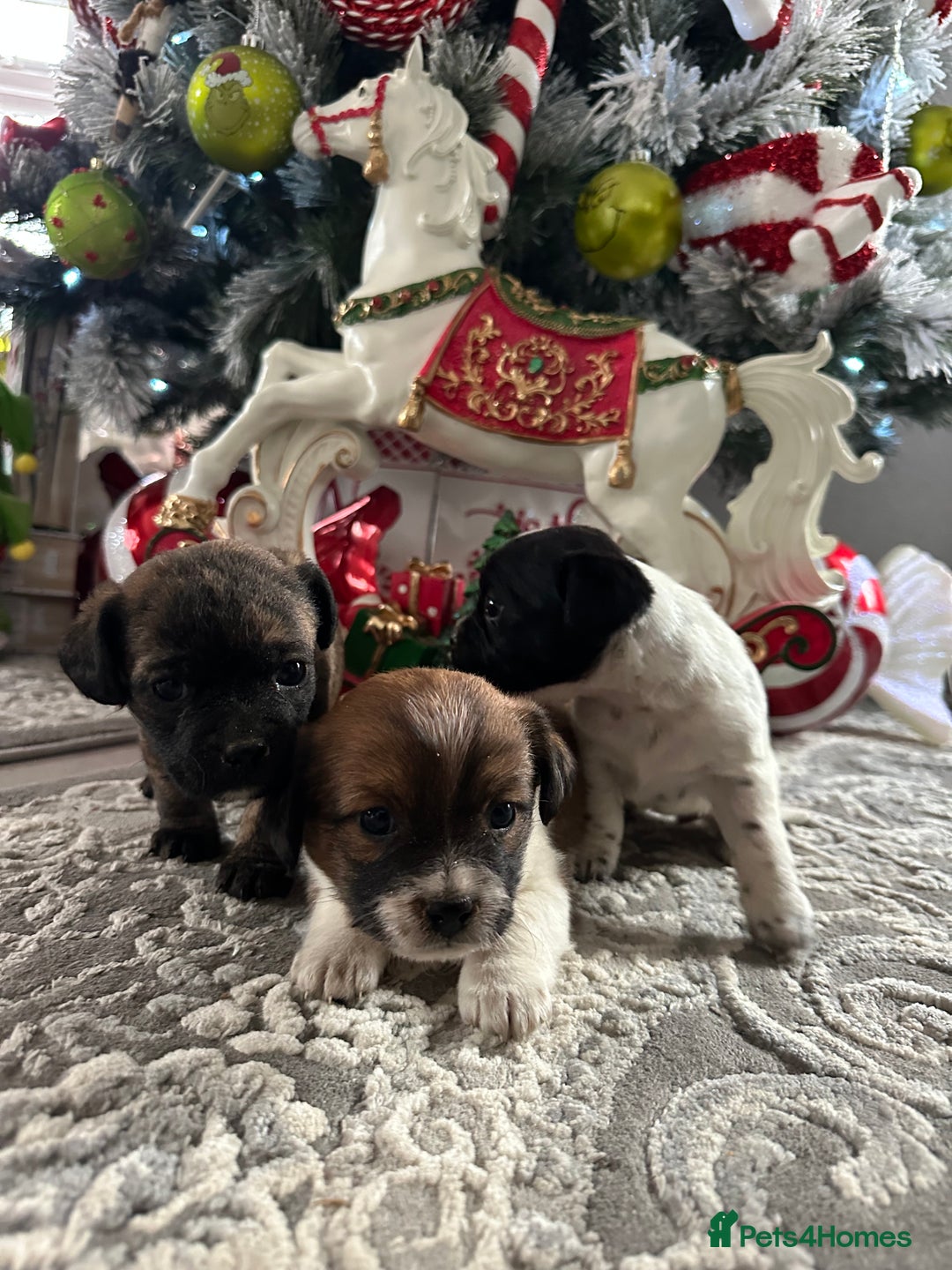 Mixed Breed dogs for sale: Border terrier x jack Russell pups - Advert 1