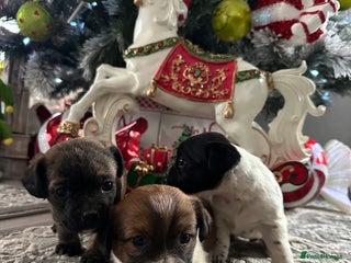 Mixed Breed dogs Border terrier x jack Russell pups - Advert 11