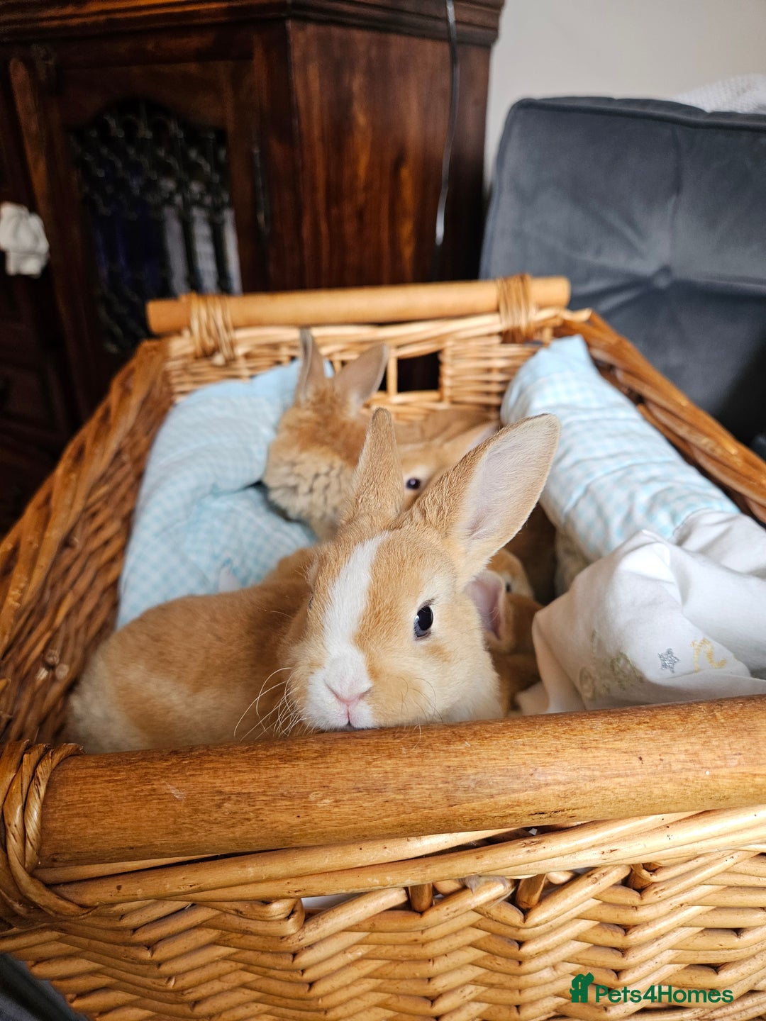 Mini Lop rabbits for sale: Red Rex x Mini Plush Lop - Advert 8