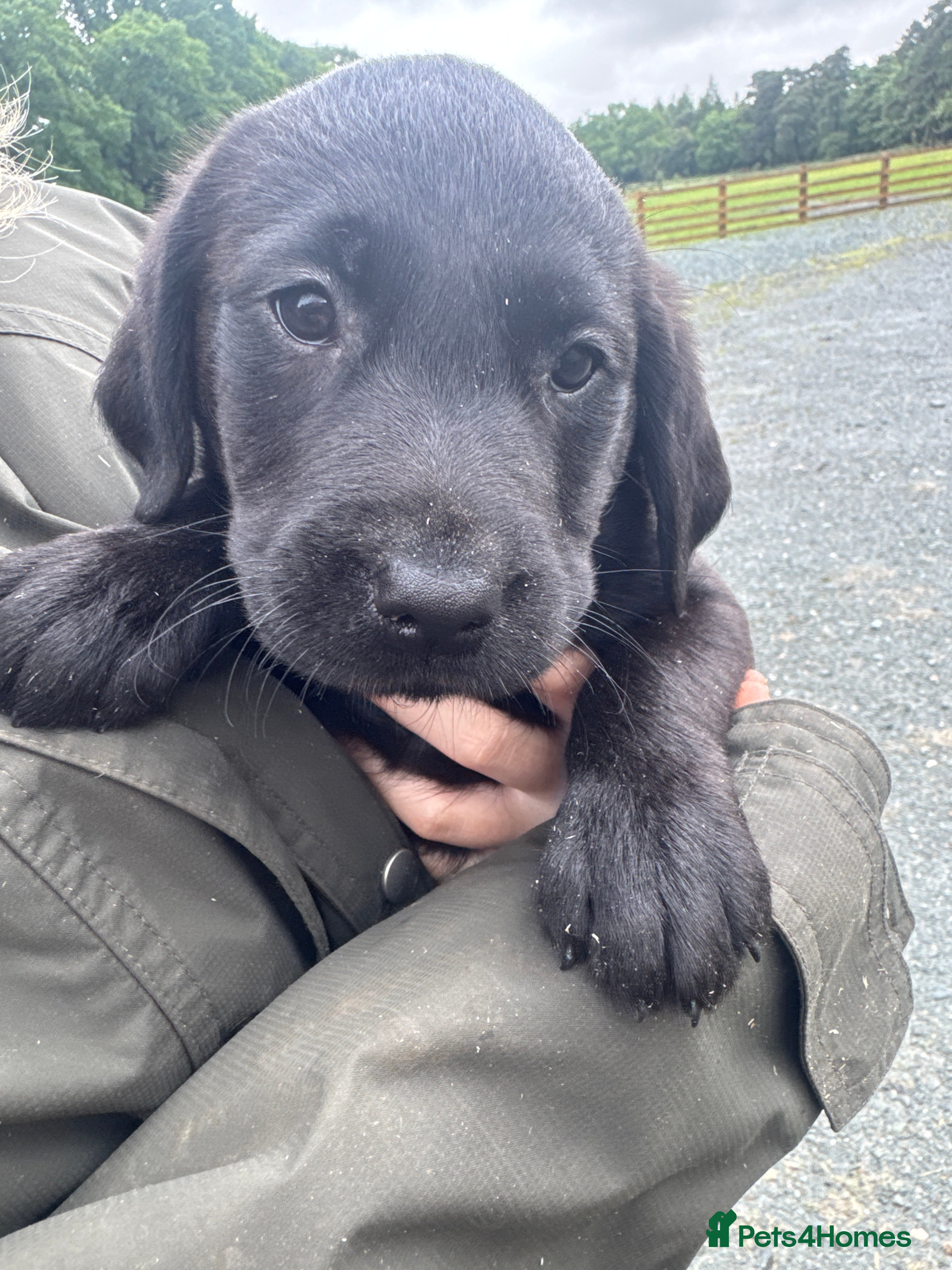 Labrador Retriever dogs for sale: Working KC reg Black Lab puppies FCTH pedigree  - Advert 8