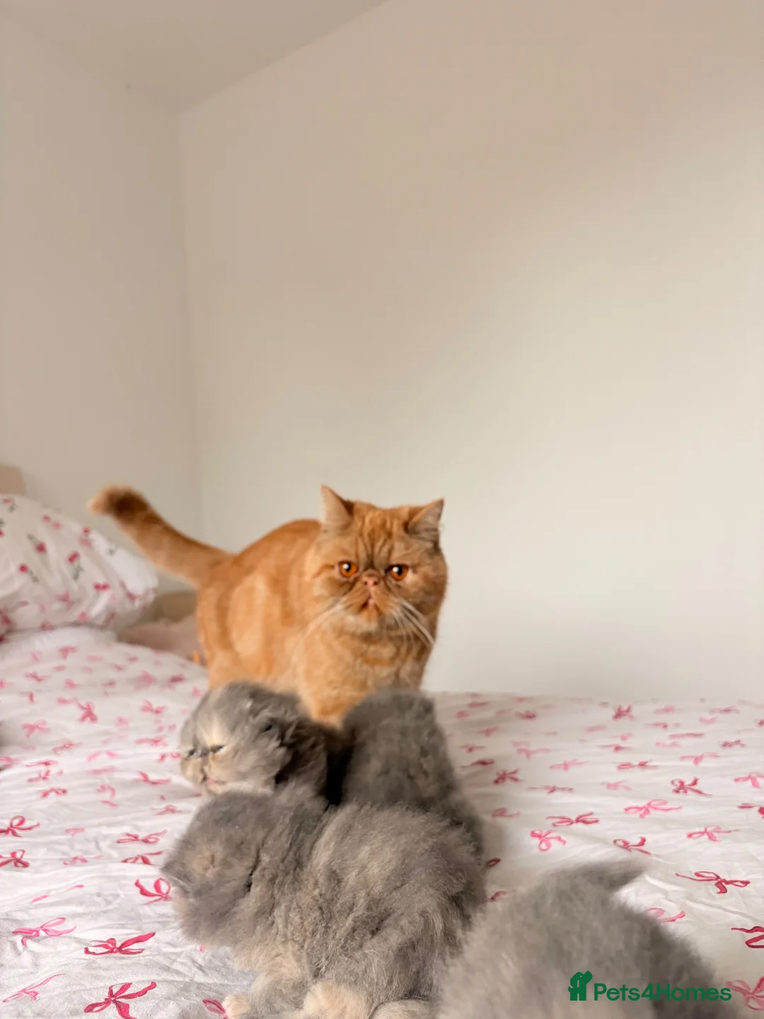 Persian cats for sale: Stunning Persian Girls🩷 - Advert 1