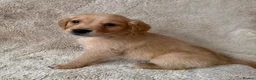 Golden Retriever dogs for sale: 1girl💕 ready to leave golden retrievers 🐶 - Advert 10