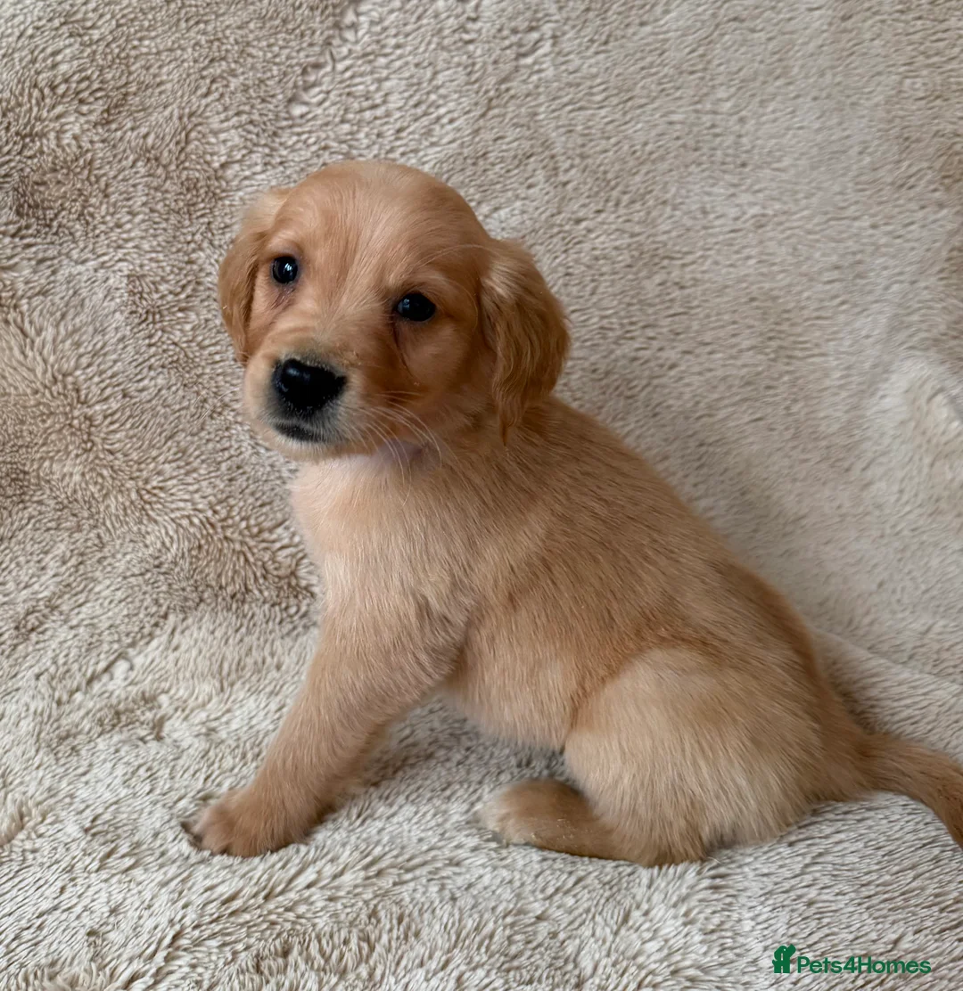 Golden Retriever dogs for sale: 1girl💕 ready to leave golden retrievers 🐶 - Advert 10