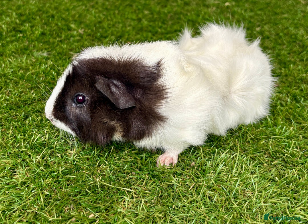 Guinea Pig rodents for sale: Super calm and friendly female guinea pigs  - Image 8