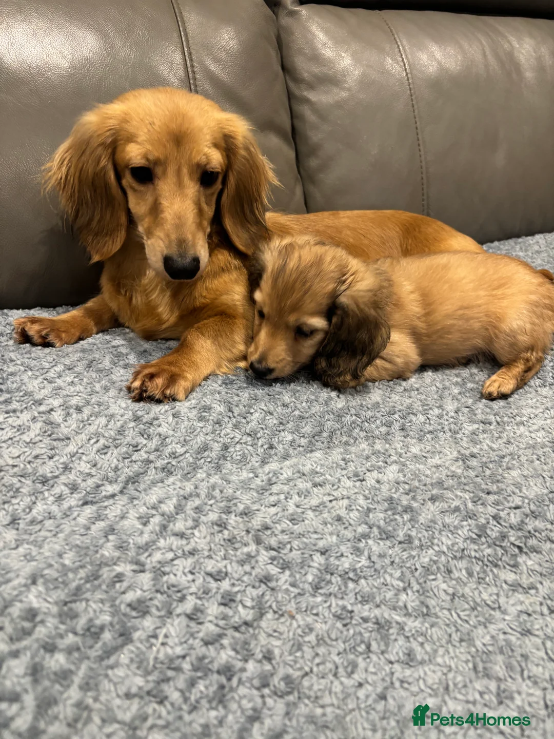Miniature Dachshund dogs for sale: Beautiful cream boy ready to leave  - Advert 5
