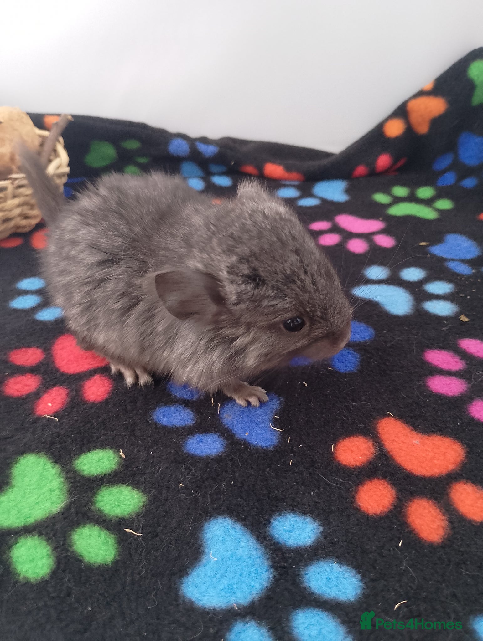 Chinchilla rodents RPA baby Female Chinchilla - Advert 1