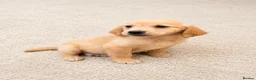 Golden Retriever dogs for sale: 1girl💕 ready to leave golden retrievers 🐶 - Advert 3
