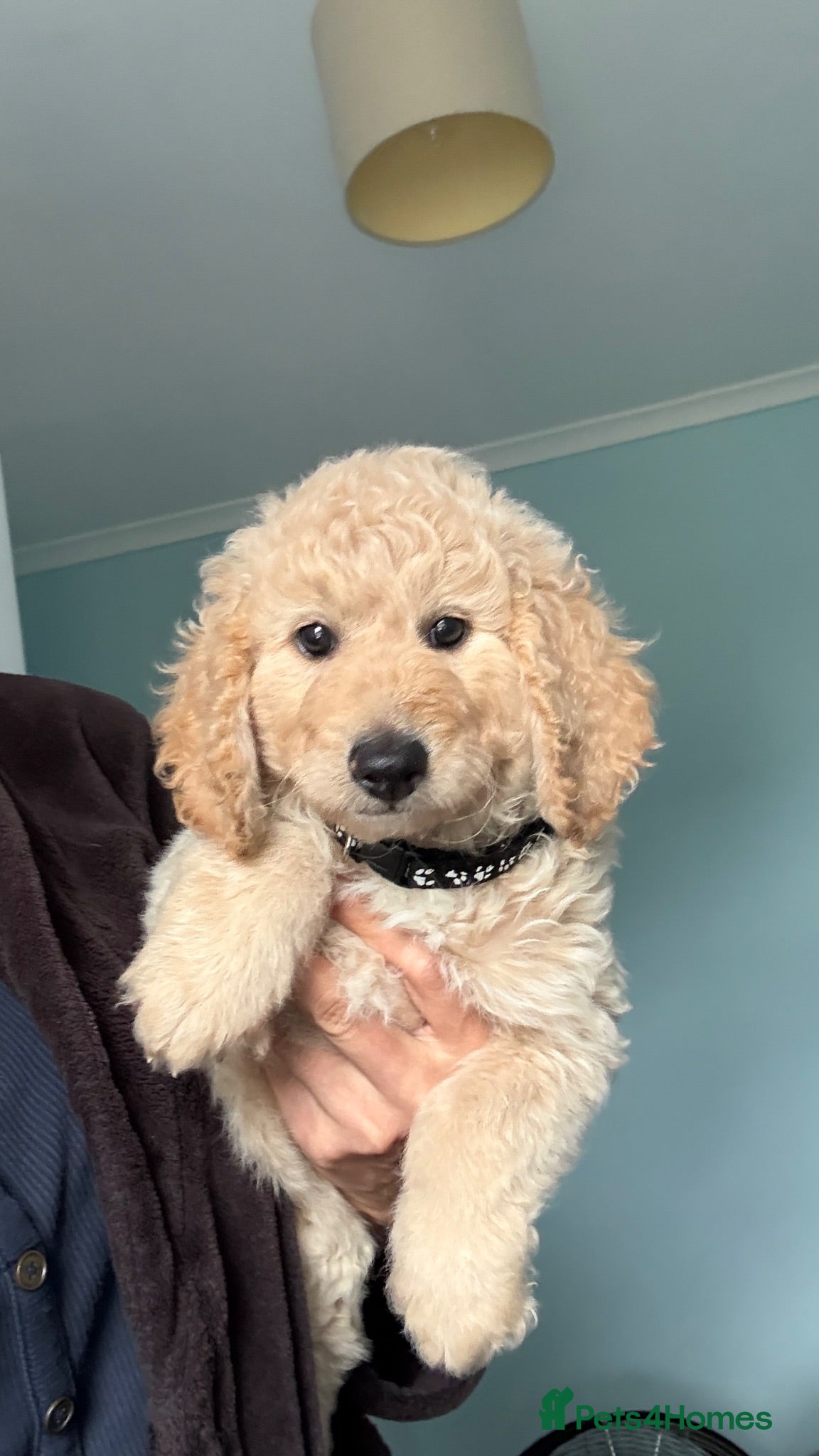 Mini Goldendoodle dogs F1B Mini Goldendoodles (ready for new families) 🥰 - Advert 1