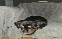 Mixed Breed dogs for sale: Beautiful dachshund/jug x terrier - Image 40
