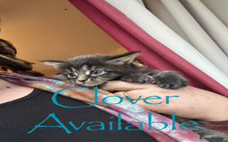 Maine Coon cats for sale: 4 Maine Coon Kittens - Just 2 left - Image 1