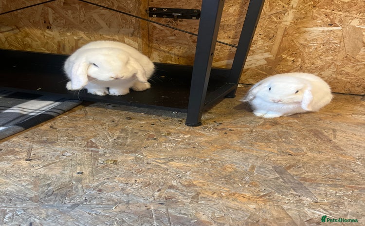 Mini Lop rabbits - Advert 1