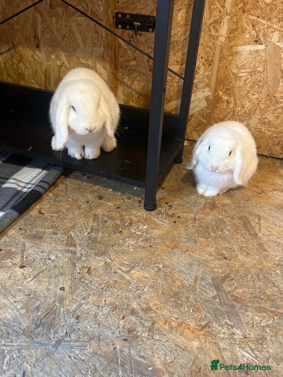 Mini Lop rabbits for sale: Bonded male rabbits - Image 1